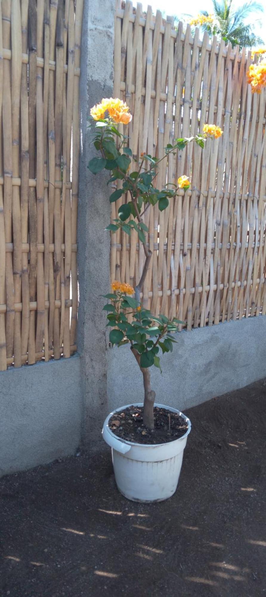 Exotic House Villa Gili Meno Bagian luar foto