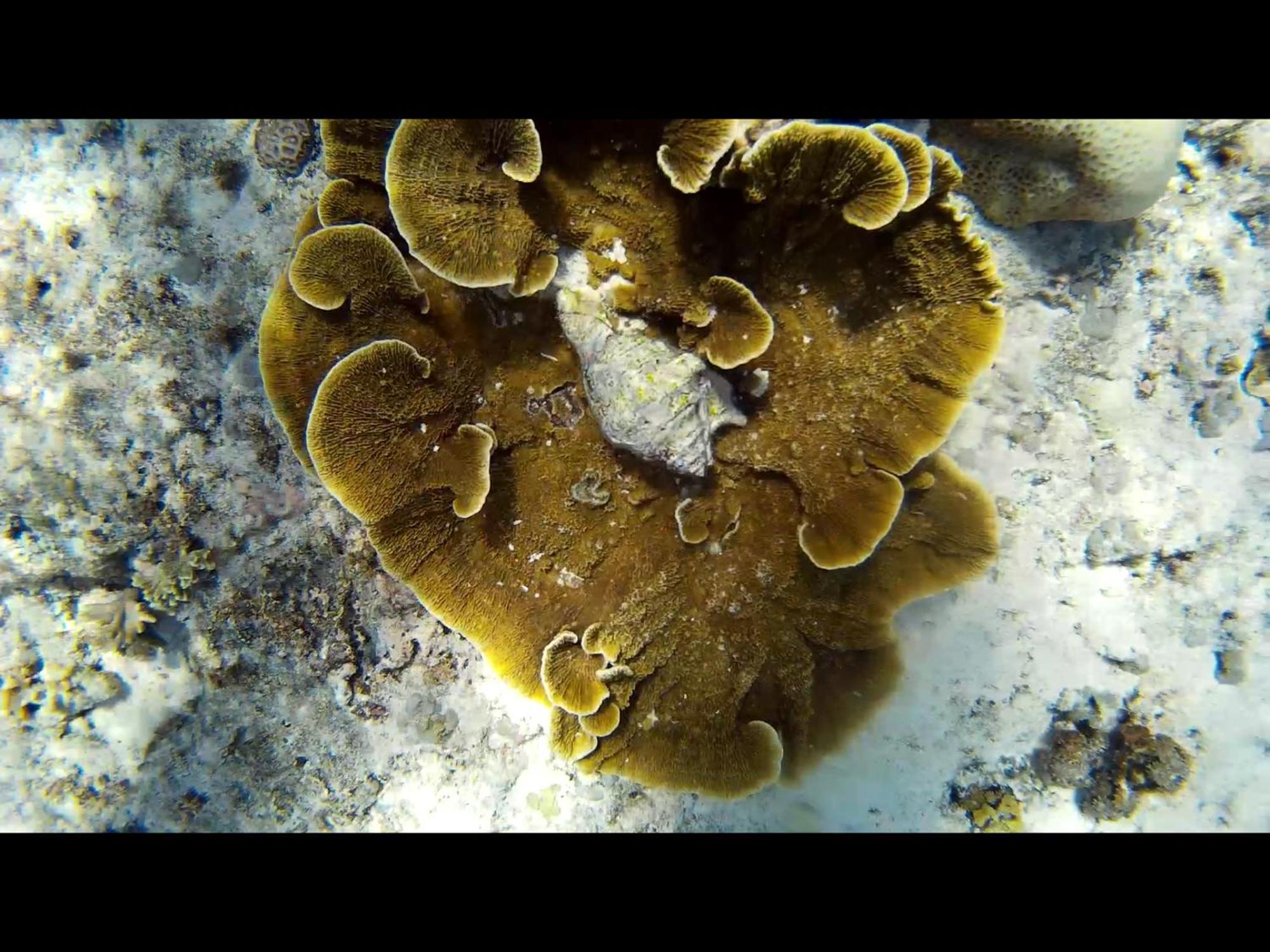 Exotic House Villa Gili Meno Bagian luar foto